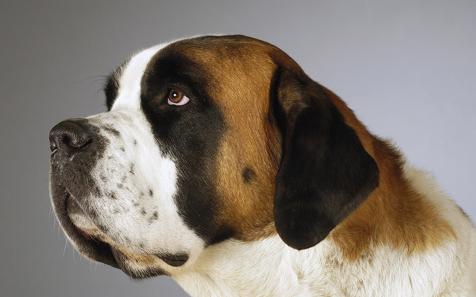 St. Bernard dog HD wallpaper